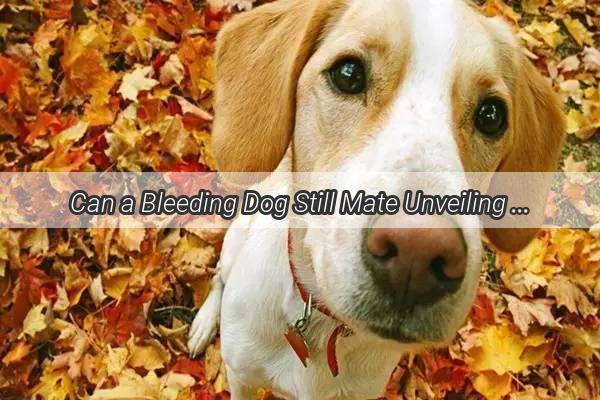 Can a Bleeding Dog Still Mate Unveiling the Surprising Truth About Canine Reproduction